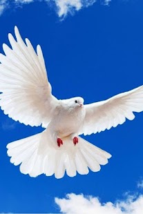 Birds Wallpaper Screenshots 13