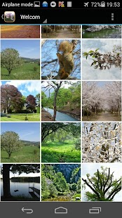 Download Spring Tree Wallpaper APK