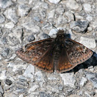 Duskywinged Butterfly