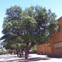 Texas life oak