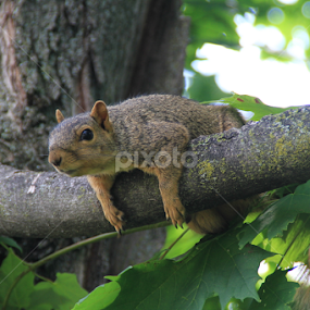 Is That FOOD? by Marsha Biller - Animals Other Mammals