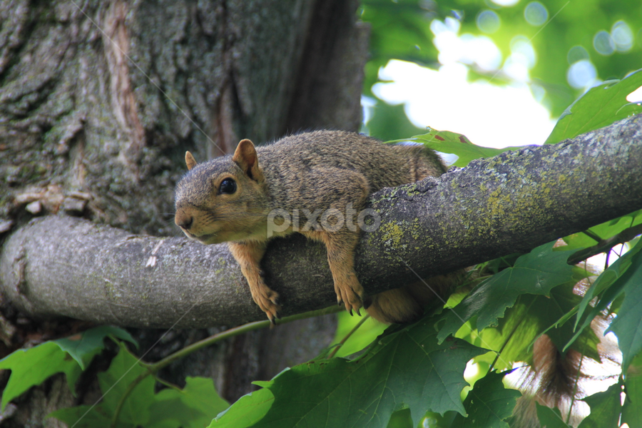 Is That FOOD? by Marsha Biller - Animals Other Mammals