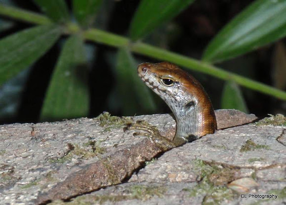 Common Garden Skink Project Noah