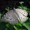 Gray Pansy Butterfly