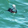 Portuguese Man-of-War