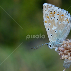 Beauty by Blagoja Pulceski - Animals Insects & Spiders