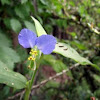 Asiatic Dayflower