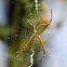 Agriope Spider