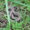 Midland brown snake