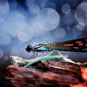 by Dwi Sudarmawan - Animals Insects & Spiders