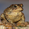 American Toad