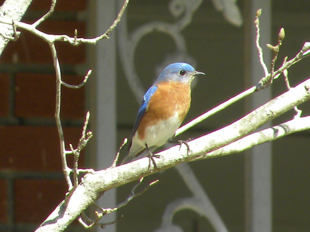 Eastern Bluebird