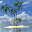 Palm In Tropical Island Live W Download on Windows