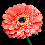 by Biljana Nikolic -  