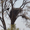 Wedge-tail Eagle Nest