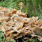 Giant polypore