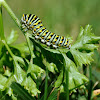 Eastern Black Swallow Tail Caterpillar