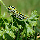 Eastern Black Swallow Tail Caterpillar