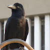 Thick Billed Crow