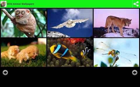Deluxe Animal Wallpapers screenshot 2