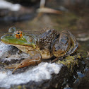 Bull Frog