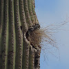 Nest in saguaro