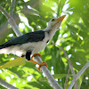 Yucatan Jay (juvenile)
