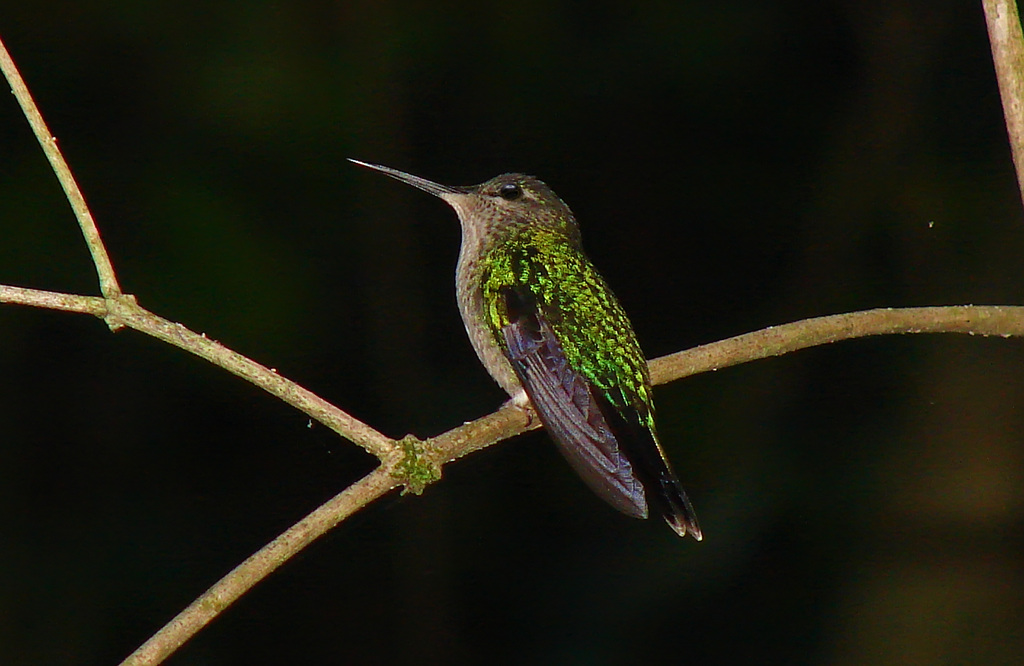 Violet-capped Woodnymph