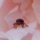 Tiny Leaf Beetle on a Climbing Rose