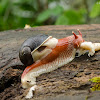 Indian Red Snail