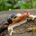 Indian Red Snail
