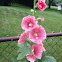 Hollyhocks