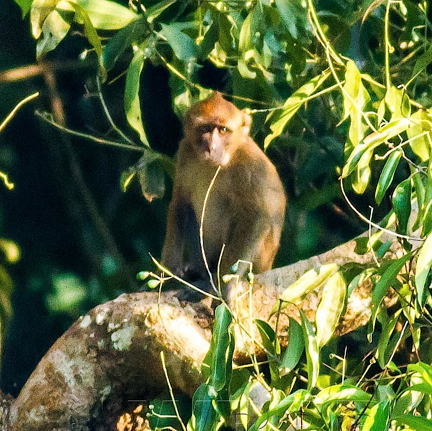 Philippine long-tailed macaque