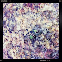 Green Spotted Limpet