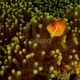 Anemone Fish and Anemone by David Gilchrist -  