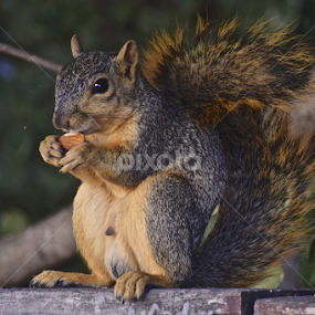 Squirrel boy with almond by Beate P - Animals Other Mammals
