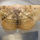 Hairy Mary Moth