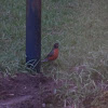 American robin