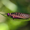 Katydidae