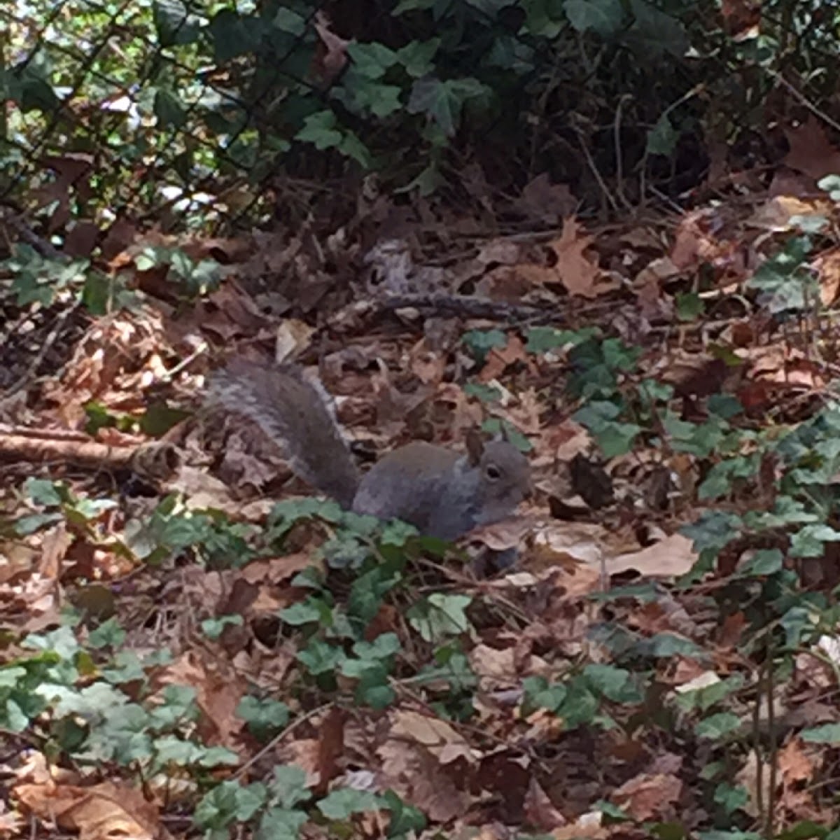 Eastern gray squirrel