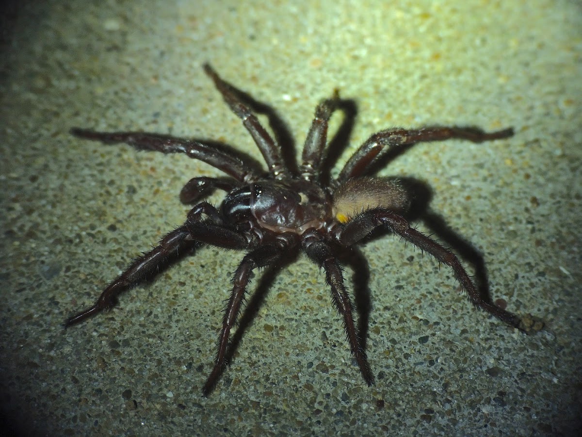 Trap door spider (male)