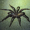 Trap door spider (male)