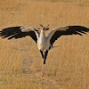 Secretary Bird