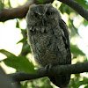 Western Screech-owl