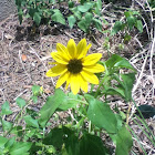 "sunflower" weed