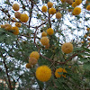 Needle bush (Γαζία)