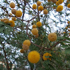 Needle bush (Γαζία)