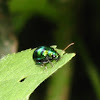 iridescent beetle