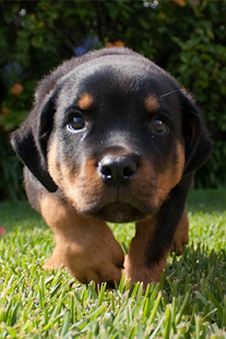 How to mod Rottweiler Wallpapers 1.0 unlimited apk for pc