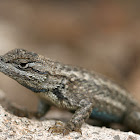 Fence Lizard